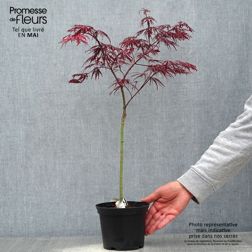 Spécimen de Érable du Japon - Acer palmatum Crimson Queen Pot de 2L/3L tel que livré au printemps