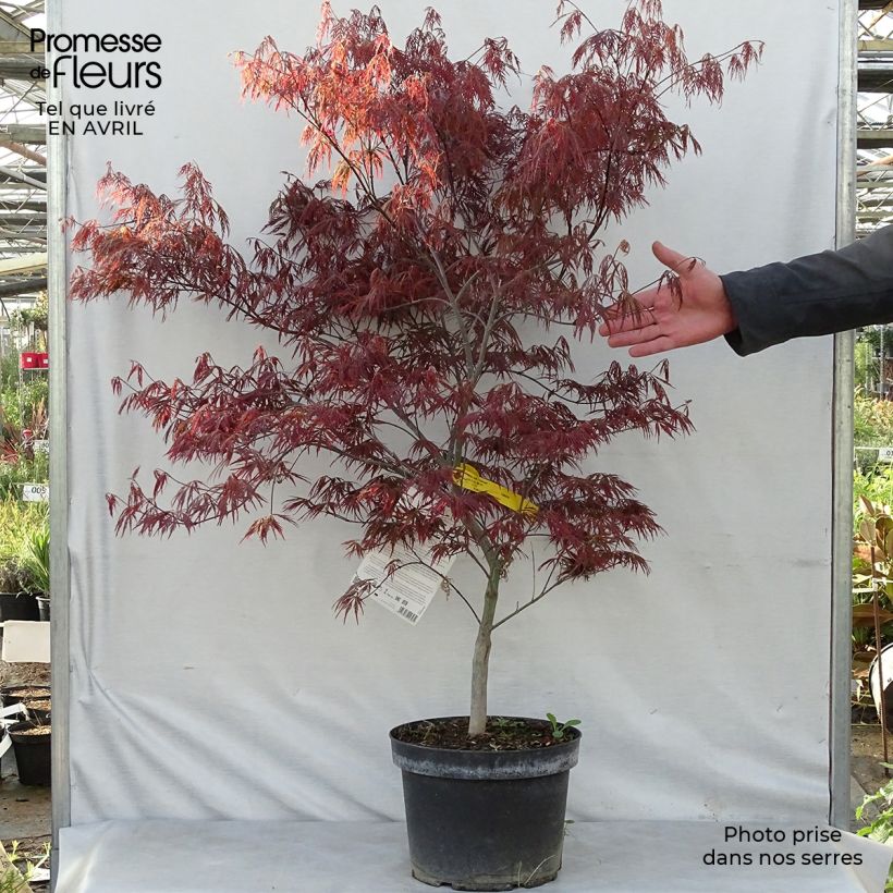 Spécimen de Érable du Japon - Acer palmatum Dissectum Garnet Pot de 6L/7L tel que livré au printemps