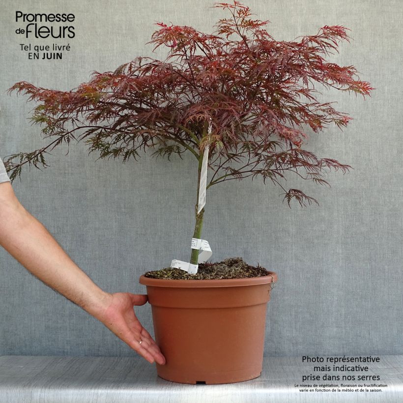 Spécimen de Érable du Japon - Acer palmatum Dissectum Garnet Pot de 6L/7L tel que livré en été
