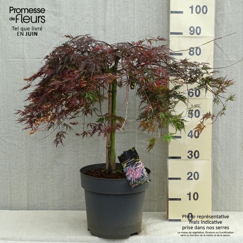 Example of Erable du Japon - Acer palmatum Dissectum Orangeola Pot de 7,5L/10L as you get in printemps