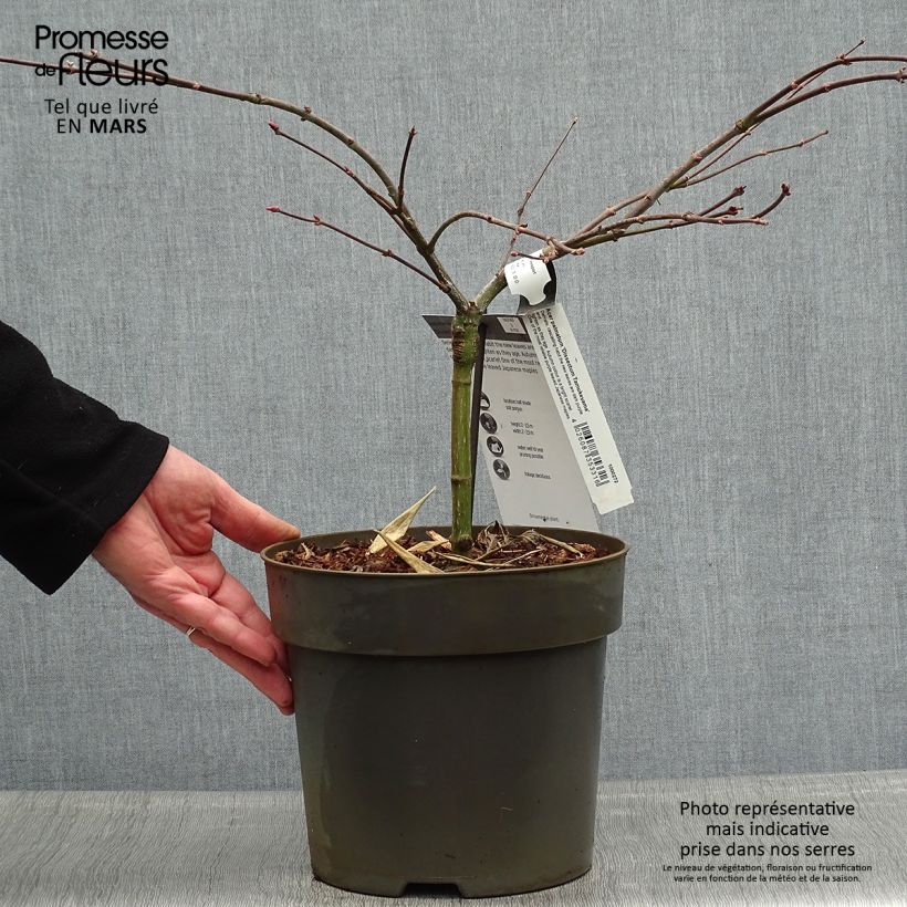 Spécimen de Érable du Japon - Acer palmatum Dissectum Tamukeyama Pot de 4L/5L tel que livré au printemps