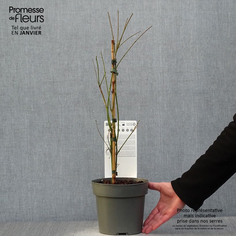 Example of Érable du Japon - Acer palmatum Emerald Lace Pot de 7,5L/10L as you get in hiver