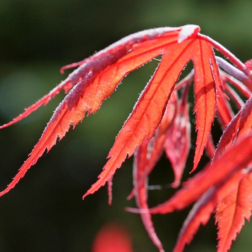 Erable du Japon - Acer palmatum Inaba-Shidare (Foliage)