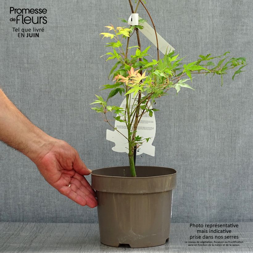 Spécimen de Érable du Japon - Acer palmatum Katsura Coupe 7,5L / 10L tel que livré en été