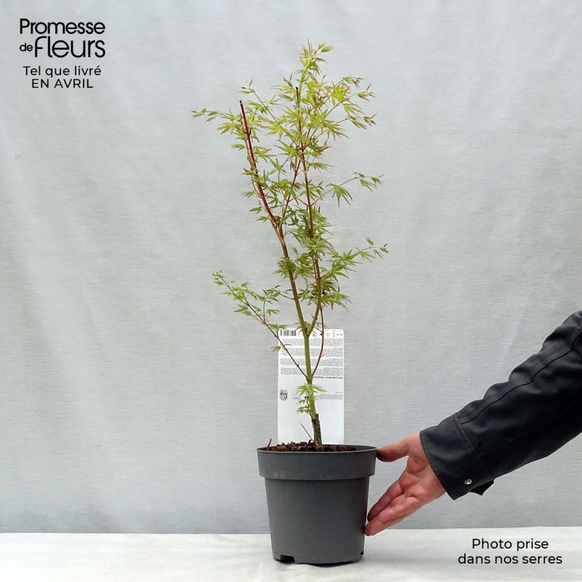 Spécimen de Erable du Japon - Acer palmatum Sangokaku (Senkaki) Pot de 2L/3L tel que livré au printemps
