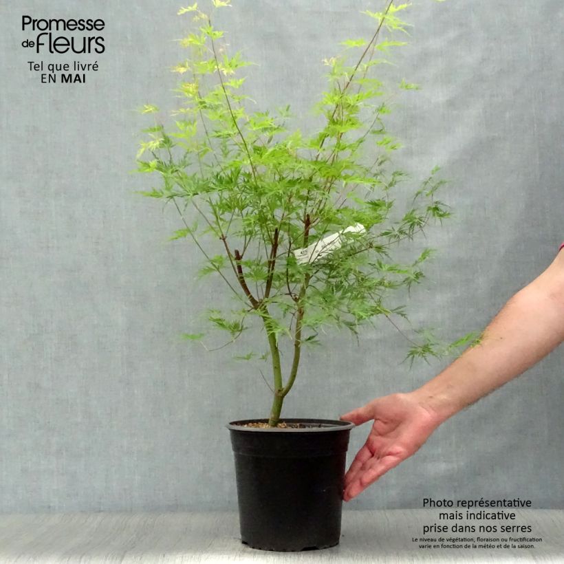Spécimen de Érable du Japon - Acer palmatum Seiryu Pot de 3L/4L tel que livré au printemps