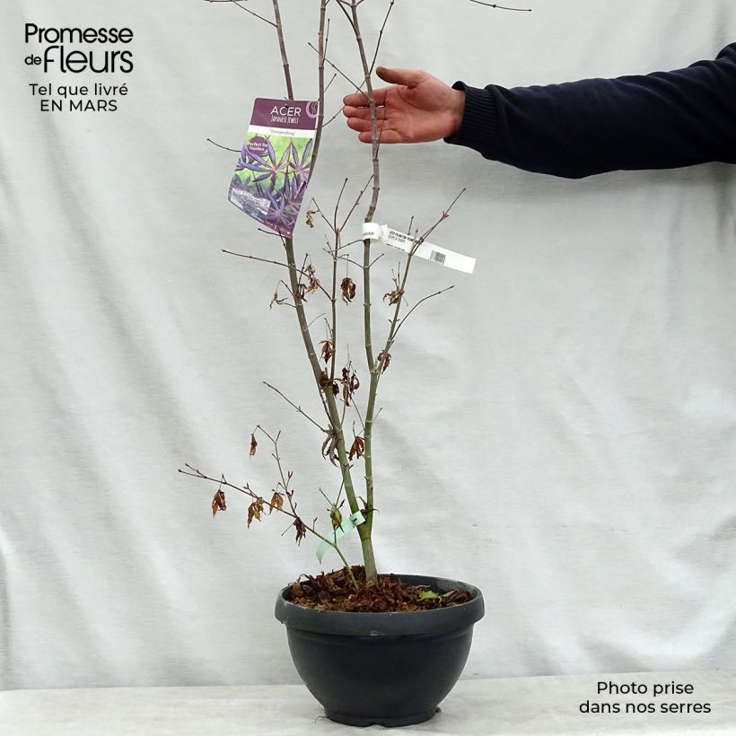 Spécimen de Érable du Japon - Acer palmatum Trompenburg Pot de 6L/7L tel que livré au printemps