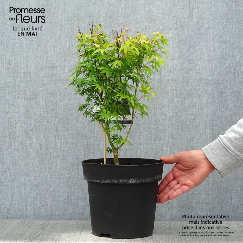 Spécimen de Erable du Japon - Acer palmatum Tsukasa Silhouette Pot de 6L/7L tel que livré au printemps