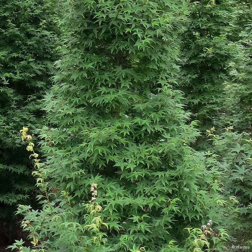 Erable du Japon - Acer palmatum Tsukasa Silhouette (Feuillage)