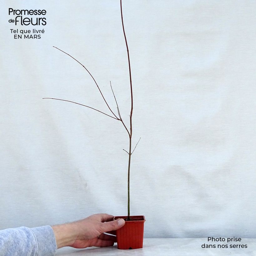 Spécimen de Érable du Japon - Acer palmatum Godet de 8/9 cm tel que livré au printemps