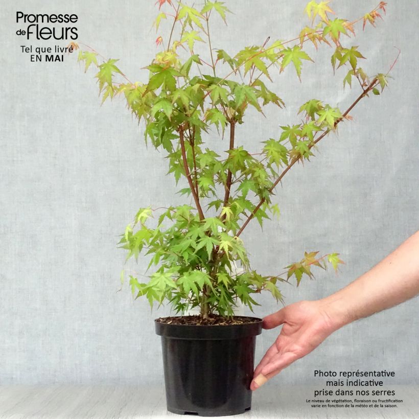Spécimen de Érable du Japon - Acer palmatum Pot de 3L/4L tel que livré au printemps