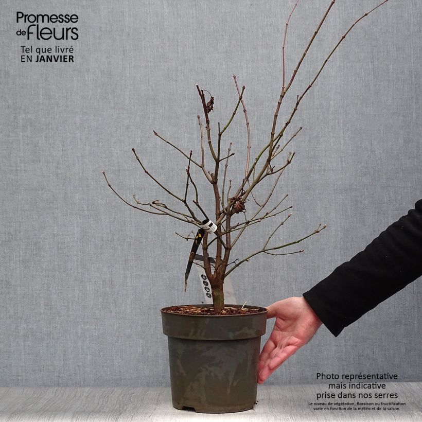 Example of Érable du Japon - Acer shirasawanum Autumn Moon Pot de 7,5L/10L as you get in hiver