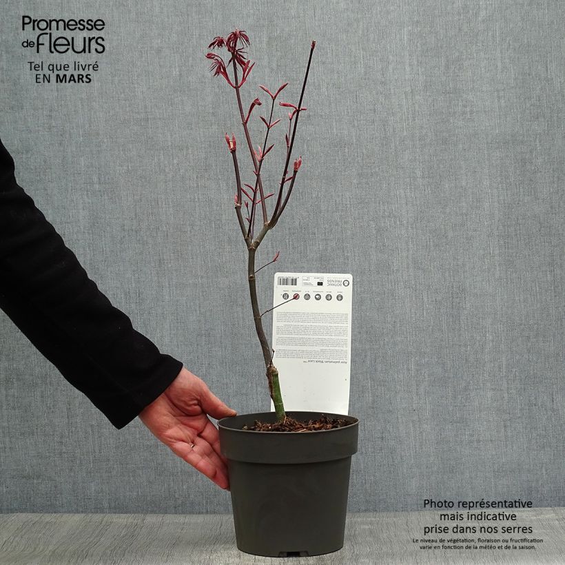 Spécimen de Érable du Japon Black Lace - Acer palmatum Pot de 2L/3L tel que livré au printemps