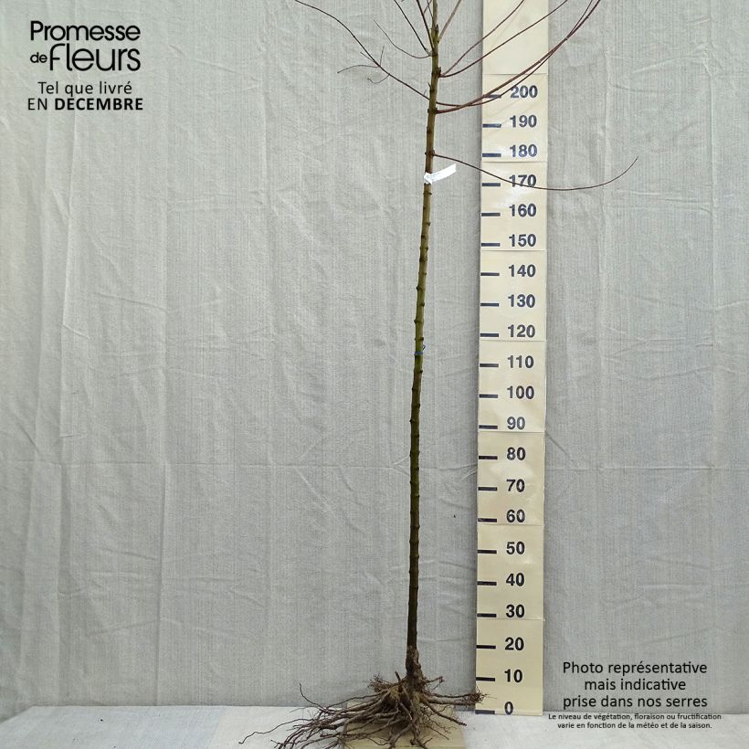 Spécimen de Érable du fleuve Amour - Acer ginnala Racines nues, Tige, Tige 6/8 tel que livré en hiver
