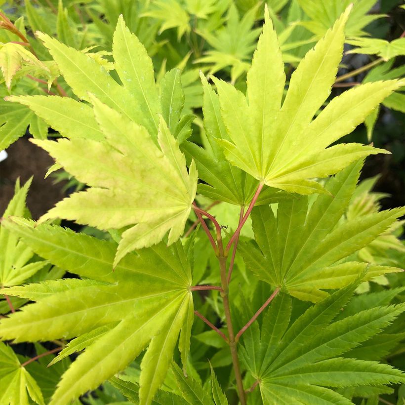 Erable du Japon - Acer palmatum Summer Gold (Foliage)