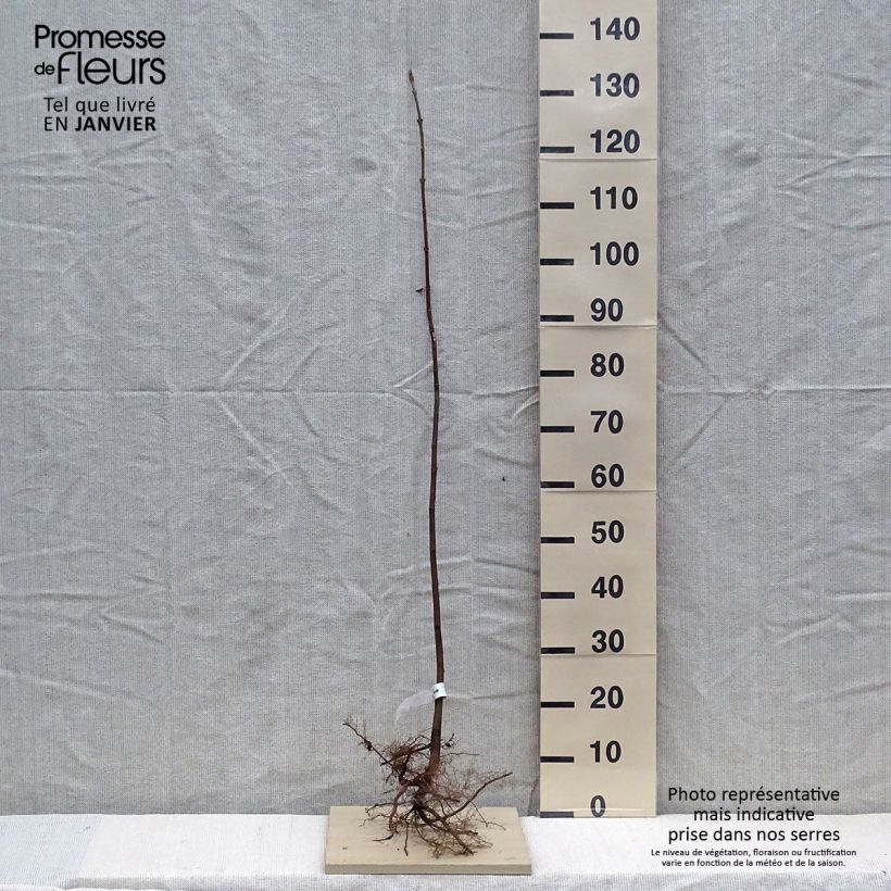 Spécimen de Érable sycomore - Acer pseudoplatanus Racines nues tel que livré en hiver