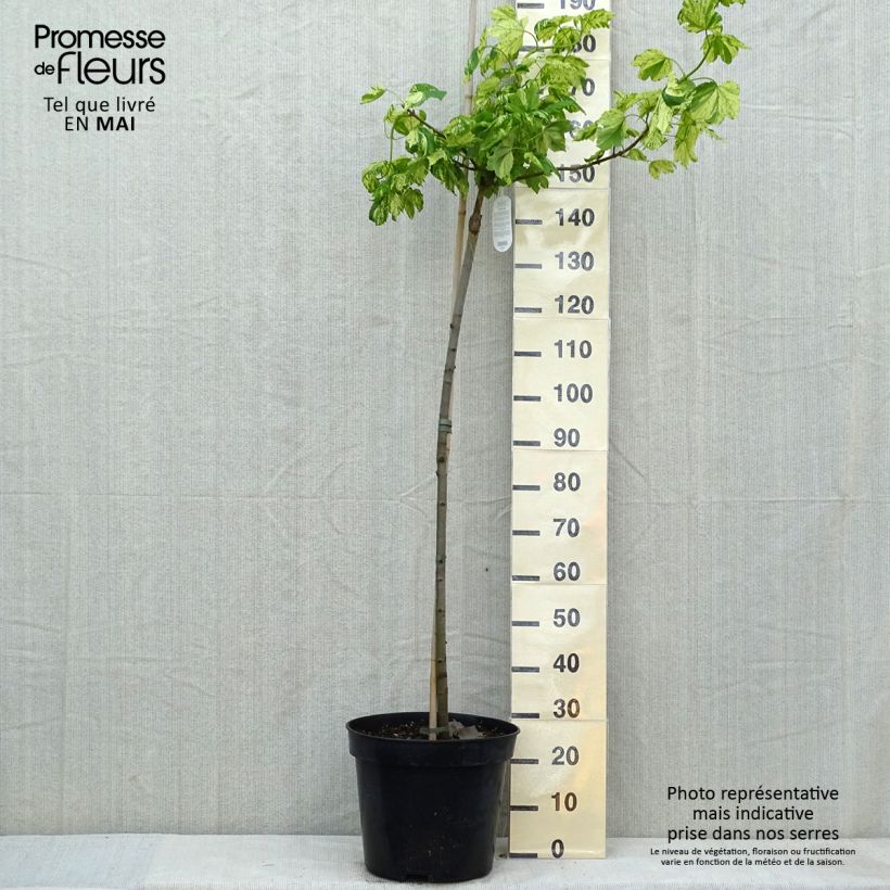 Spécimen de Érable sycomore Leopoldii - Acer pseudoplatanus Pot de 20L/25L, Tige tel que livré au printemps