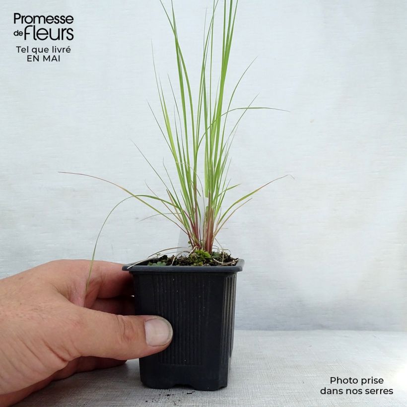 Example of Eragrostis curvula - Herbe d'amour Godet de 8/9 cm as you get in printemps