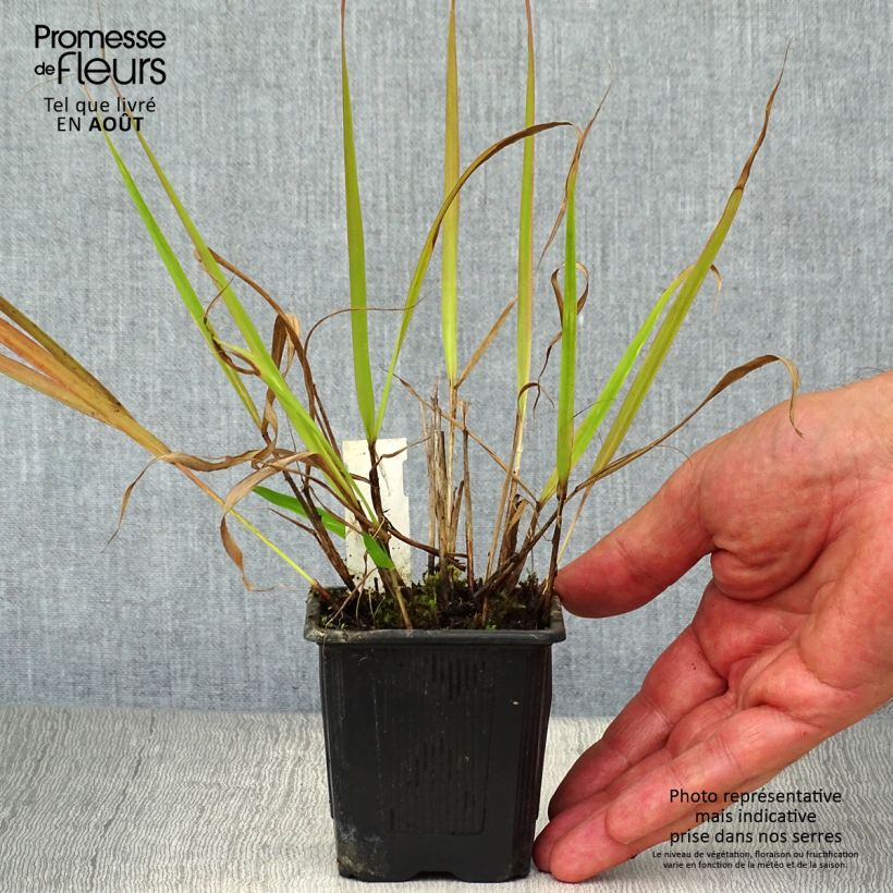 Spécimen de Eragrostis spectabilis - Herbe d'amour Godet de 8/9 cm tel que livré en été