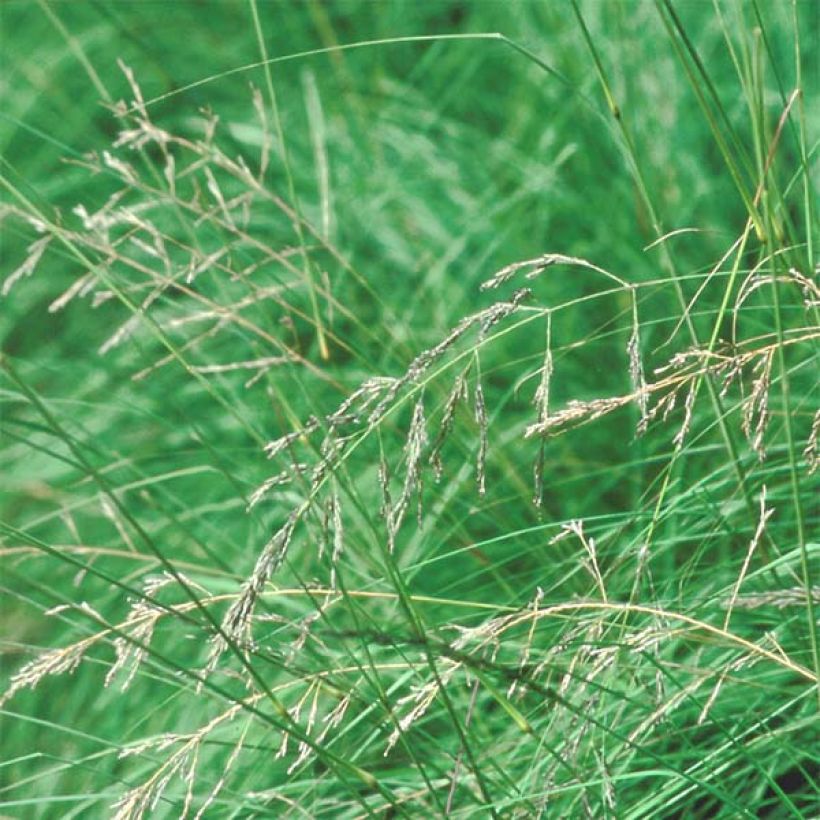 Eragrostis trichodes - Herbe d'amour (Flowering)