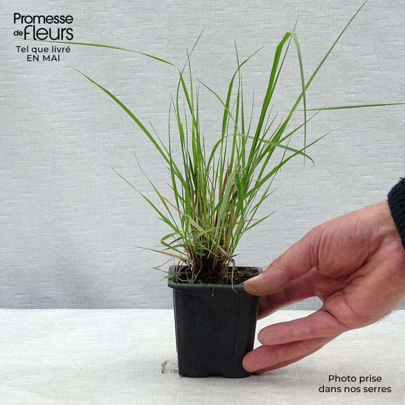 Example of Eragrostis trichodes - Herbe d'amour Godet de 8/9 cm as you get in printemps