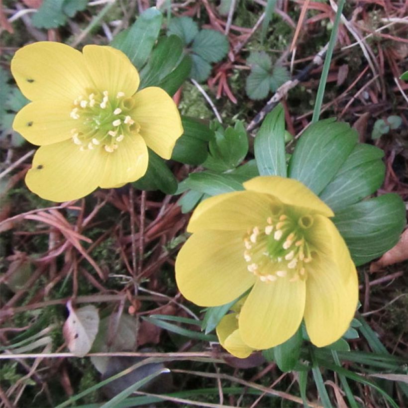 Eranthis hyemalis Schwefelglanz - Hellébore d'hiver (Flowering)