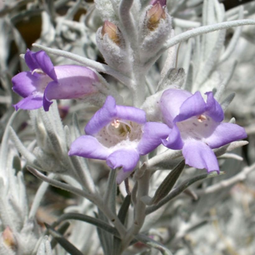 Eremophila nivea - Eremophile soyeuse (Floraison)
