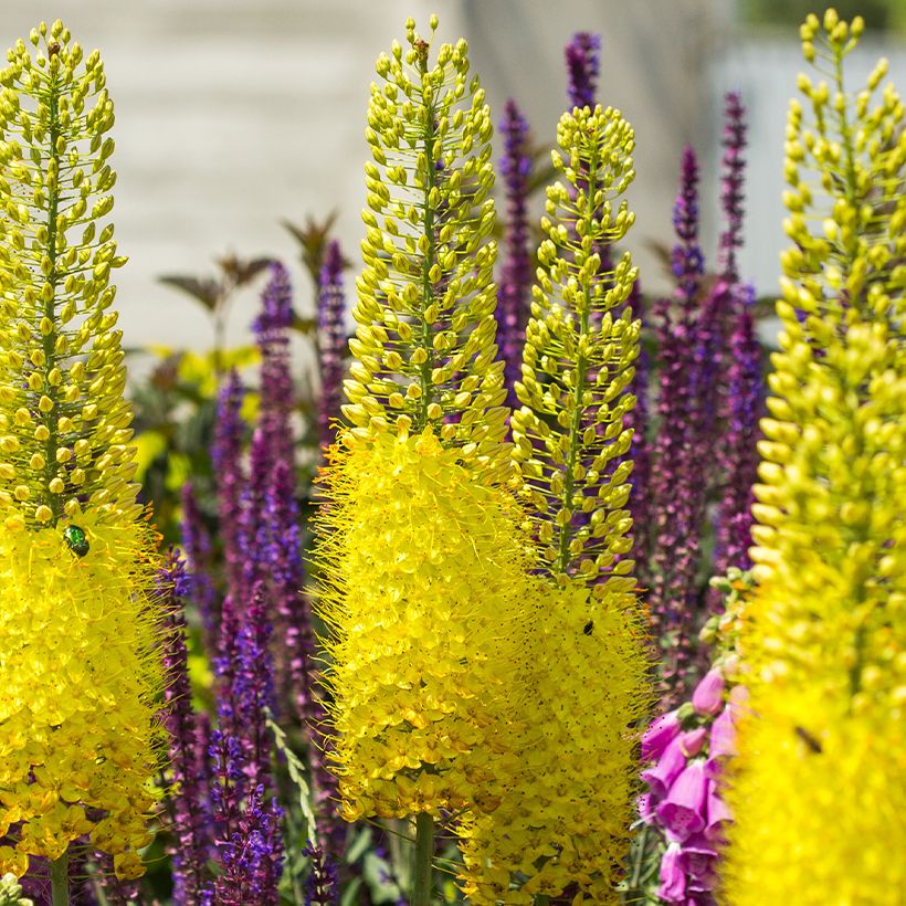 Eremurus bungeï - Lis des steppes (Floraison)