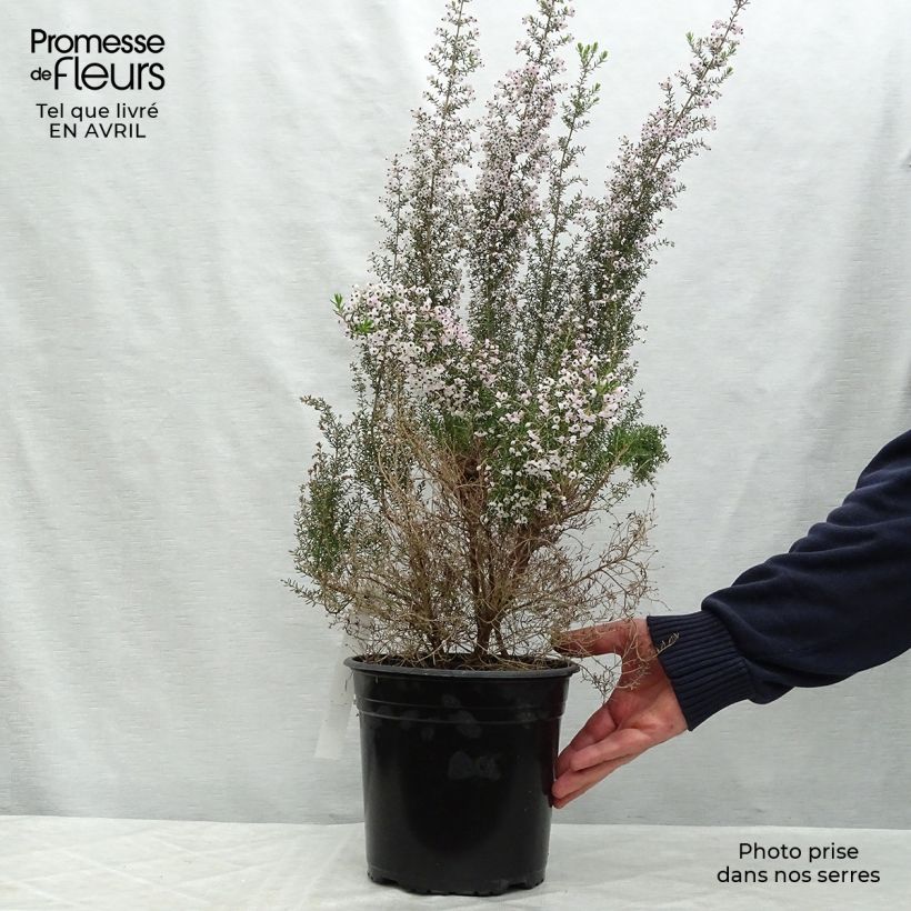 Example of Erica canaliculata - Bruyère arbustive de Noël Pot de 4L/5L as you get in printemps