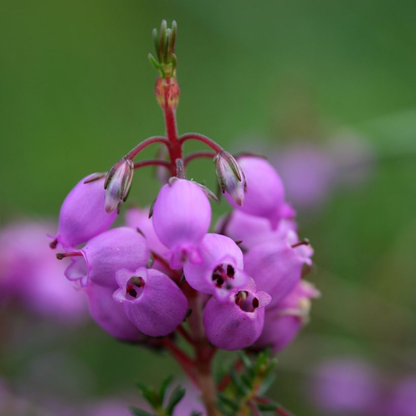 Bruyère cendrée - Erica cinerea (Flowering)