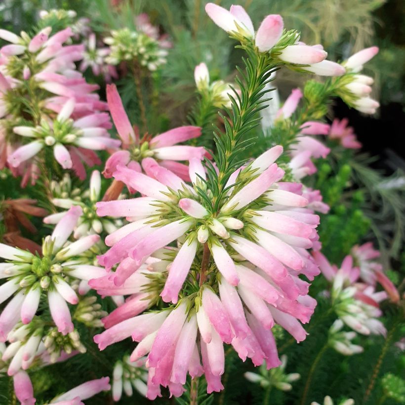 Bruyère du Cap - Erica verticillata (Floraison)