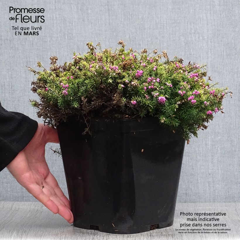 Spécimen de Erica x darleyensis Eva Gold - Bruyère d'hiver Pot de 3L/4L tel que livré au printemps