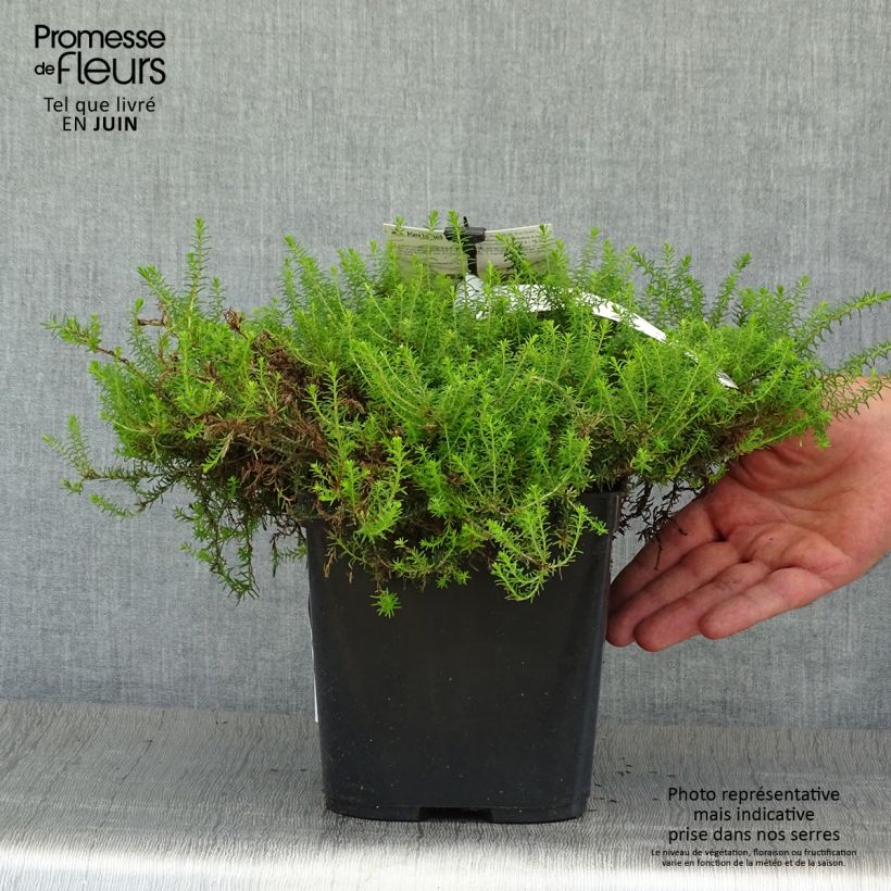 Spécimen de Erica x darleyensis Eva Gold - Bruyère d'hiver Pot de 1L/1,5L tel que livré en été