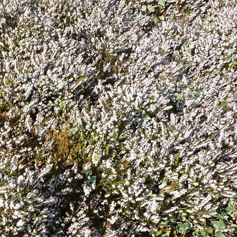 Bruyère d'hiver - Erica x darleyensis Silberschmelze (Flowering)