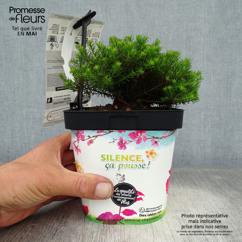 Spécimen de Erica x darleyensis Spring Surprise, bruyère Pot de 2L/3L tel que livré au printemps
