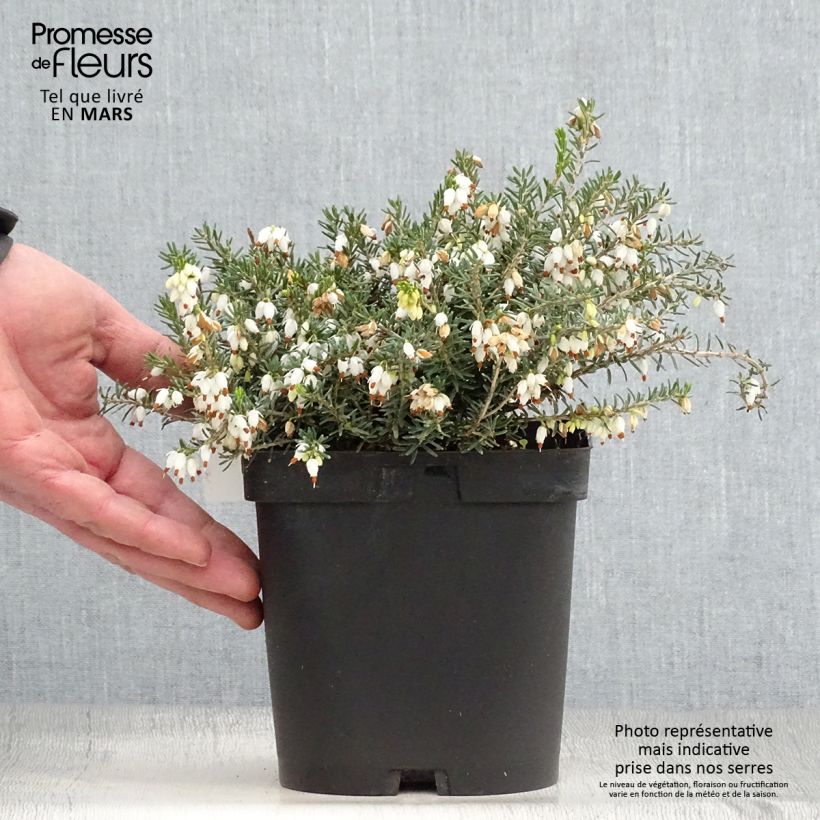 Spécimen de Erica x darleyensis Winter Belles Katia - Bruyère d'hiver Pot de 2L/3L tel que livré au printemps