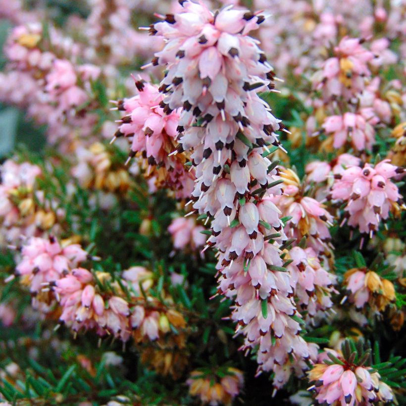 Erica x darleyensis Winter Belles Phoebe, bruyère d'hiver (Floraison)