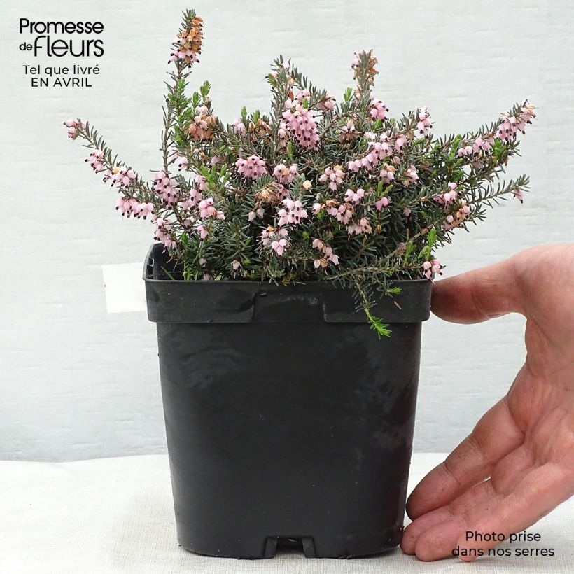 Spécimen de Erica x darleyensis Winter Belles Phoebe, bruyère d'hiver Pot de 2L/3L tel que livré au printemps