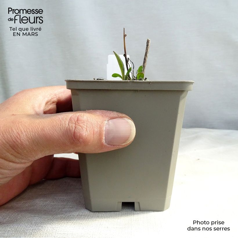 Spécimen de Erigeron Azure Beauty - Vergerette Godet de 8/9 cm tel que livré au printemps