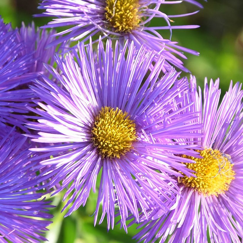 Erigeron Dignity - Vergerette (Floraison)