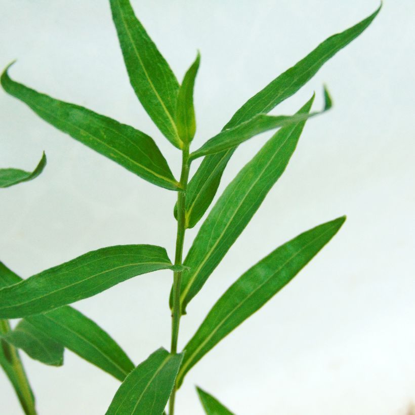 Erigeron Dunkelste Aller - Vergerette (Foliage)