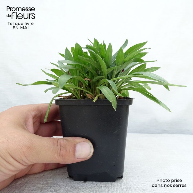 Example of Erigeron Dunkelste Aller - Vergerette Godet de 8/9 cm as you get in printemps