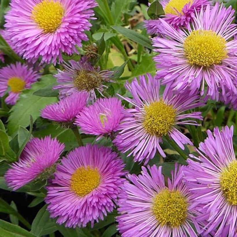 Erigeron Foersters Liebling - Vergerette Foersters Liebling (Flowering)