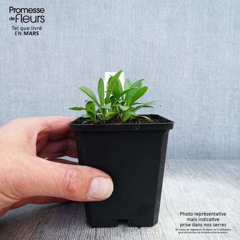 Spécimen de Erigeron Professor Korodi - Vergerette Godet de 8/9 cm tel que livré au printemps