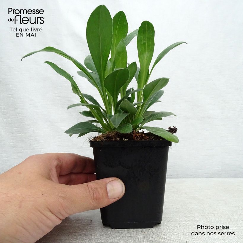 Spécimen de Erigeron Rosa Jewel - Vergerette Godet de 8/9 cm tel que livré au printemps