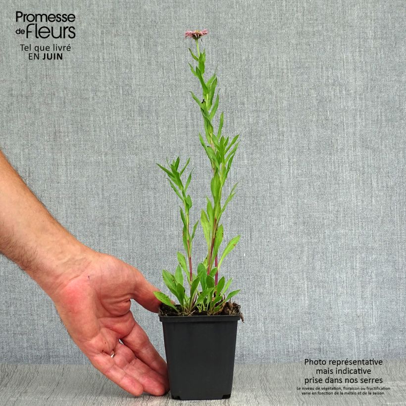 Spécimen de Erigeron Rosa Triumph - Vergerette Godet de 8/9 cm tel que livré en été