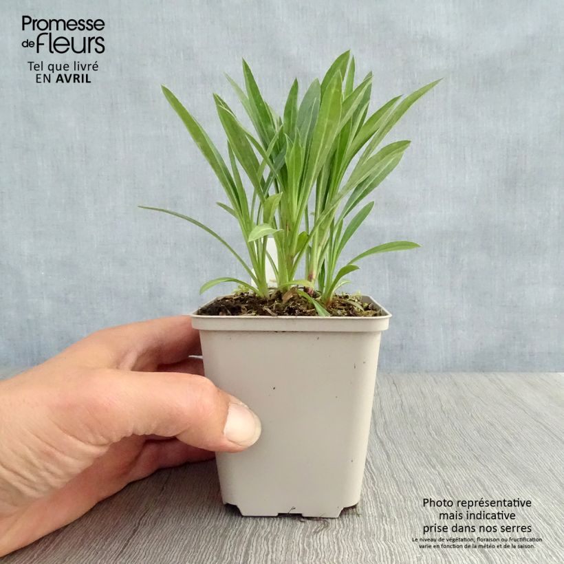 Spécimen de Erigeron Schwarzes Meer, Vergerette Godet de 8/9 cm tel que livré au printemps