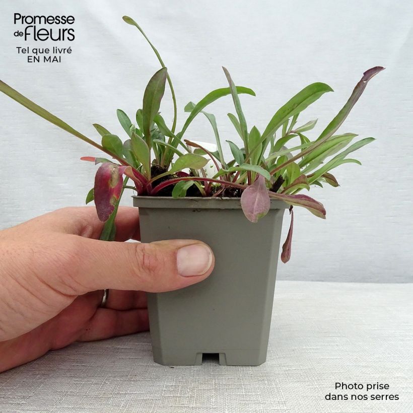 Spécimen de Erigeron Sommerneuschnee - Vergerette de Californie.  Godet de 8/9 cm tel que livré au printemps