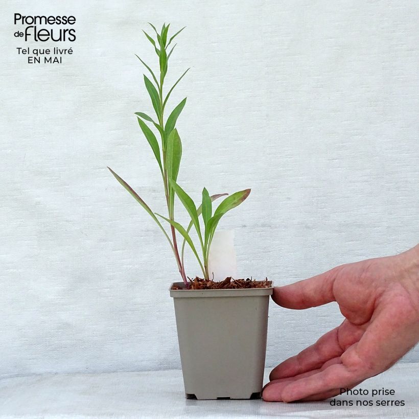 Spécimen de Erigeron Strahlenmeer - Vergerette Godet de 8/9 cm tel que livré au printemps