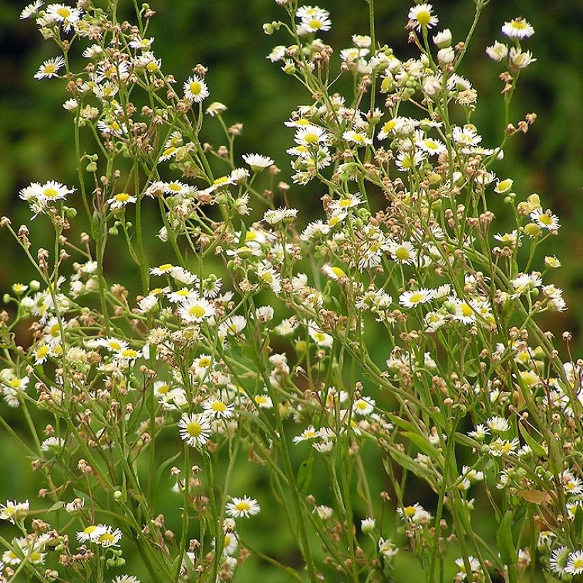 Erigeron annus, Vergerette (Port)